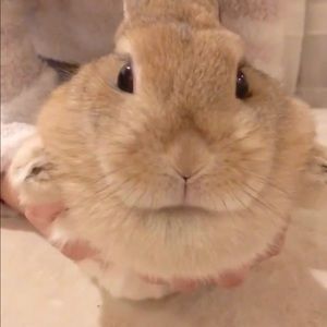 Meet your Posher, Xinyi